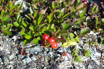 Arctostaphylos uva-ursi low shrub, also known as Kinnikinnick or bearberry