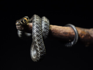 
Photo of a snake in the studio on a black background