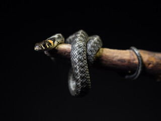 
Photo of a snake in the studio on a black background