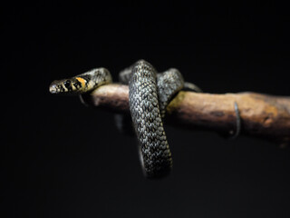 
Photo of a snake in the studio on a black background
