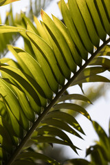 green leaves of a tree