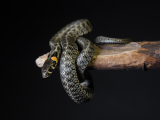 
Photo of a snake in the studio on a black background