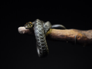 
Photo of a snake in the studio on a black background