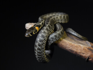 
Photo of a snake in the studio on a black background