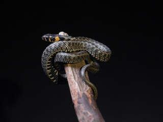 Fototapeta premium Photo of a snake in the studio on a black background