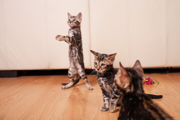 Brown little Bengali leopard tiger kittens play in the apartment against the background of a beige...