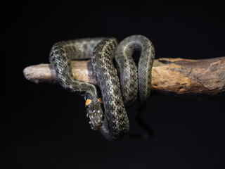 
Photo of a snake in the studio on a black background