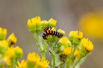 Cinnabar moth caterpillars on a common ragwort plant, in the summer sunshine