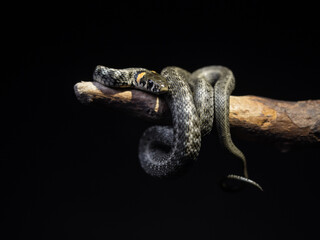 
Photo of a snake in the studio on a black background