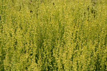 Blooming red sorrel as background. Rumex acetosella, commonly known as  sheep's sorrel, field sorrel and sour weed.