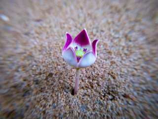 A colotropis blooming flower on a gray background