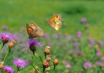 Obraz premium Fliegender Schmetterling und Nektar saugender Schmetterling