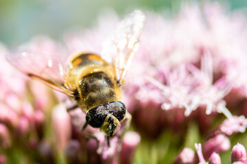honey bee close up plant blossom