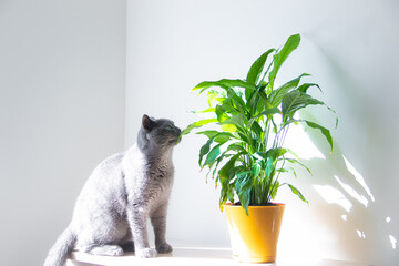 a cat sniffs a home flower . cat and flower. article about dangerous flowers for animals....