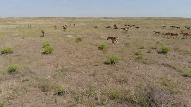 Kalmykia, nature reserve. A herd of saigas in the steppe.