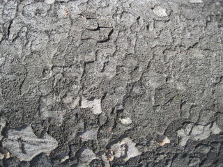 Close-up photo of the bark
