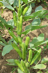 Fototapeta premium On the stem of the bean (Vicia faba) ripen pods