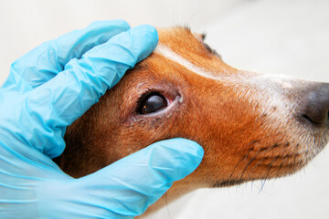 Sick dog with infected crusty eyes examination. Inspection, blepharitis. Close up of redness and...
