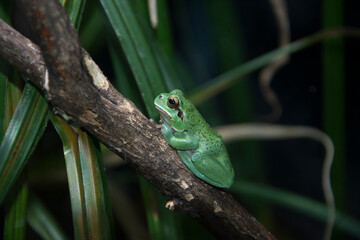 rainette verte tropicale