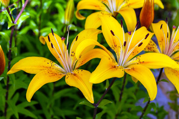 Obraz premium yellow lily flower