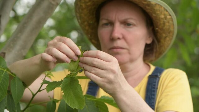 Female farmer examining walnut tree branches and leaves for common pest and diseases