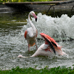 Fototapeta premium flamingos planschen im wasser