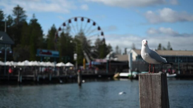 Seagulls in Success boat harbour Fremantle Western Australia.