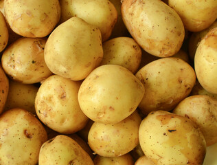 Potatoes background Raw young potatoes background.