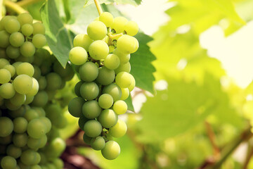 Weinrebe, Vitis vinifera