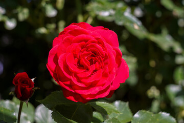 Fototapete bei efototapeten.de bestellen   