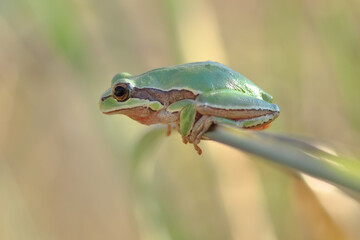 Beautiful Europaean Tree frog Hyla arborea 