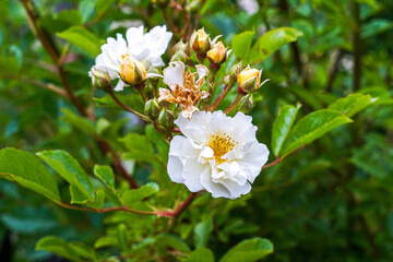 Weiße Moschus-Rose umgeben von gelben Knospen blüht umgeben von vielen grünen Blättern....