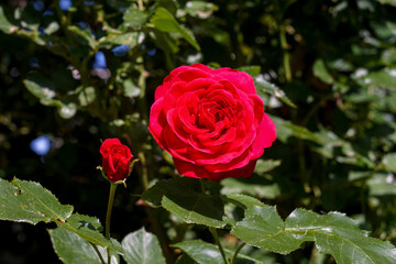 Fototapete bei efototapeten.de bestellen   