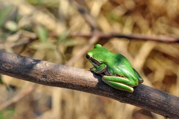 Beautiful Europaean Tree frog Hyla arborea 