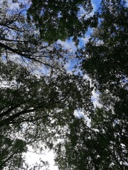 Obraz premium trees and sky