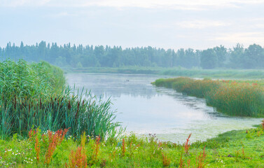 The edge of a foggy lake at sunrise in an early summer morning below a misty sky, Almere, Flevoland, The Netherlands, July 19, 2020