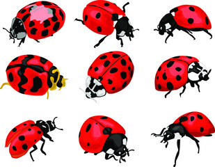 Set of Simple Vector Design of Black and Red Ladybugs