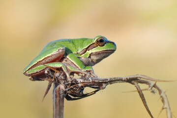 Beautiful Europaean Tree frog Hyla arborea 