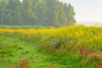 Lush green foliage of trees and yellow and white wild flowers in a misty field at sunrise in an early summer morning, Almere, Flevoland, The Netherlands, July 19, 2020