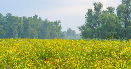 Obraz premium Lush green foliage of trees and yellow and white wild flowers in a misty field at sunrise in an early summer morning, Almere, Flevoland, The Netherlands, July 19, 2020