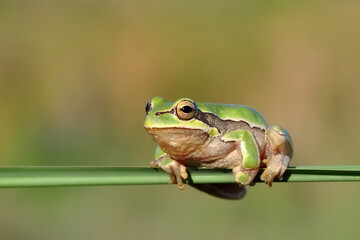Fototapeta premium Beautiful Europaean Tree frog Hyla arborea 