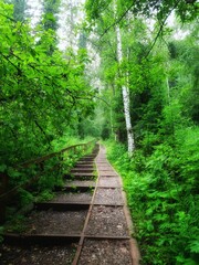 Obraz premium path in the forest