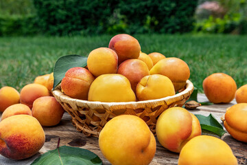 Apricots in a basket on wooden boards outdoors on a background of green grass, picnic time and family vacation. Fresh fruit concept.