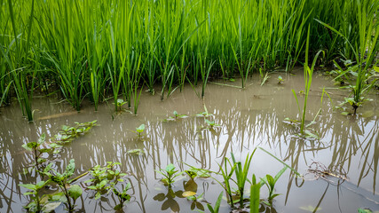 green grass in the pond
