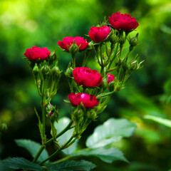 red roses in the garden