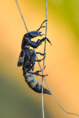 Beautiful Strong jaws of Flying Ant close-up