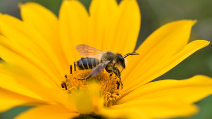 Wildbiene auf gelber Blüte, gelbe Blüte, wilde Biene, Biene beim Honigsammeln, Nektar und Pollen