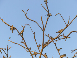 Oiseaux dans des branchages sechés