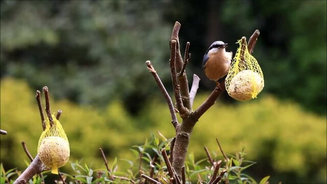 bird nuthatch Pecks bird feed
