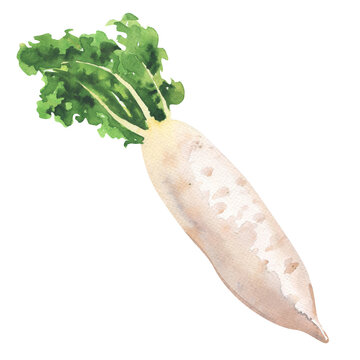 Daikon radish, fresh turnip, white radish, vegetable isolated, hand drawn watercolor illustration on white background